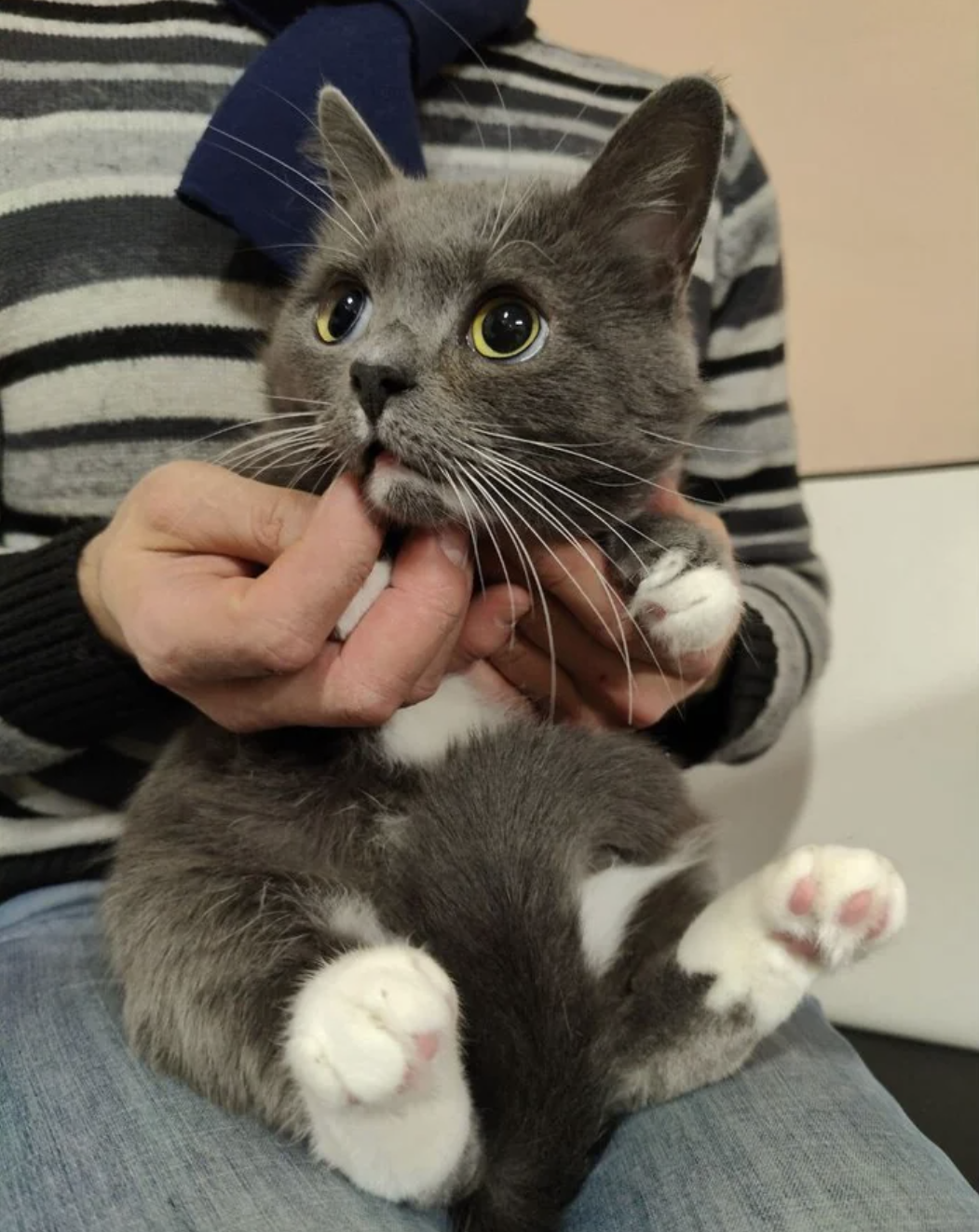 Person holds a grey and white kitten with a surprised expression