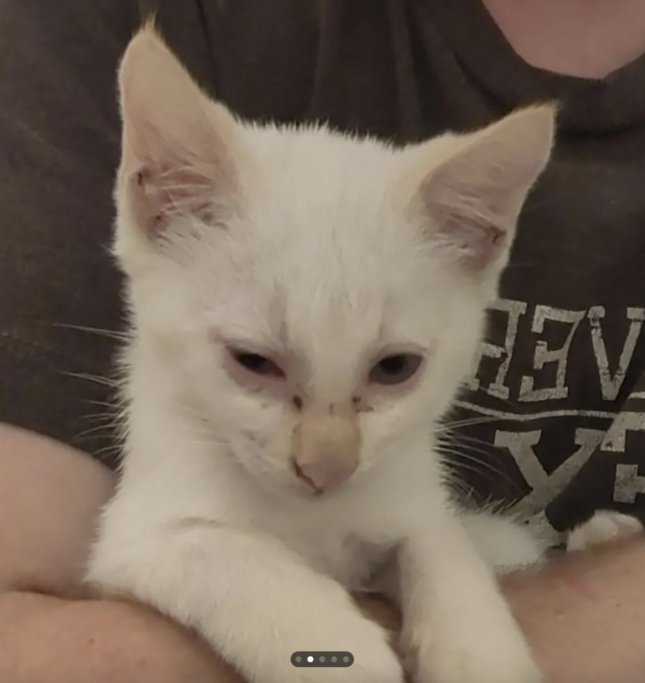 White kitten sitting in a person&#x27;s lap looking down with a thoughtful expression