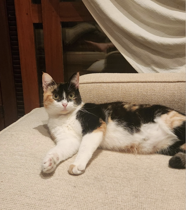 Calico cat lounging on a beige sofa with a relaxed posture, looking directly at the camera