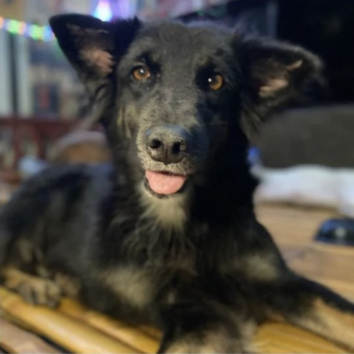 Close-up of a black dog with perked ears and a visible tongue, looking at the camera