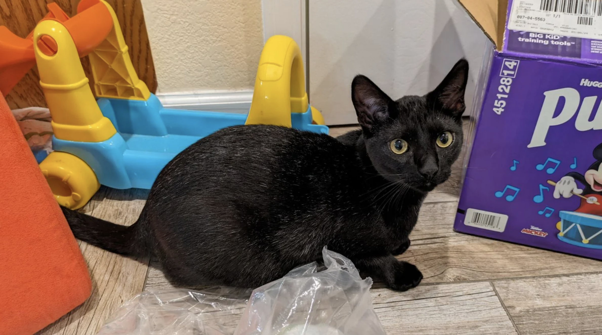 Black cat sitting next to plastic toys on the floor