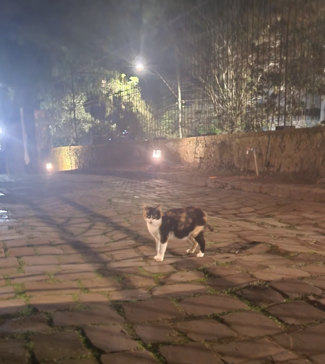 Cat walking on cobblestone path at night with lights in the background