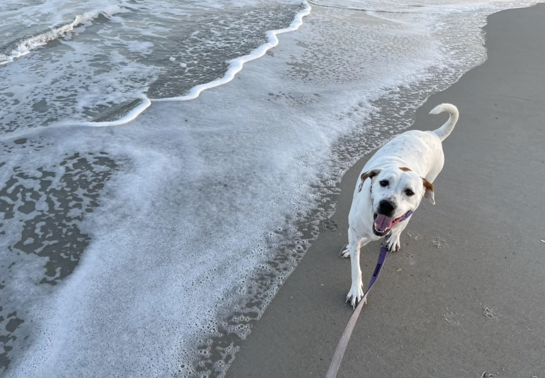A joyful dog on a leash at the beach with waves approaching