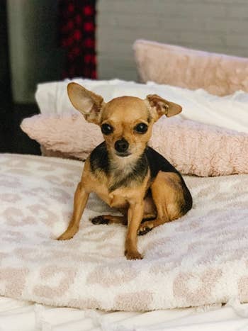 Small dog sitting on a patterned blanket, looking at the camera