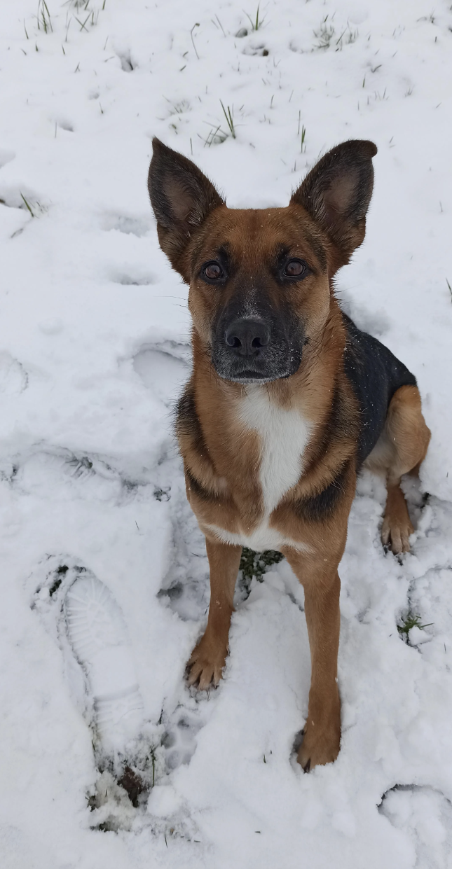 A German Shepherd mix dog sitting on snowy ground, looking at the camera with a focused expression