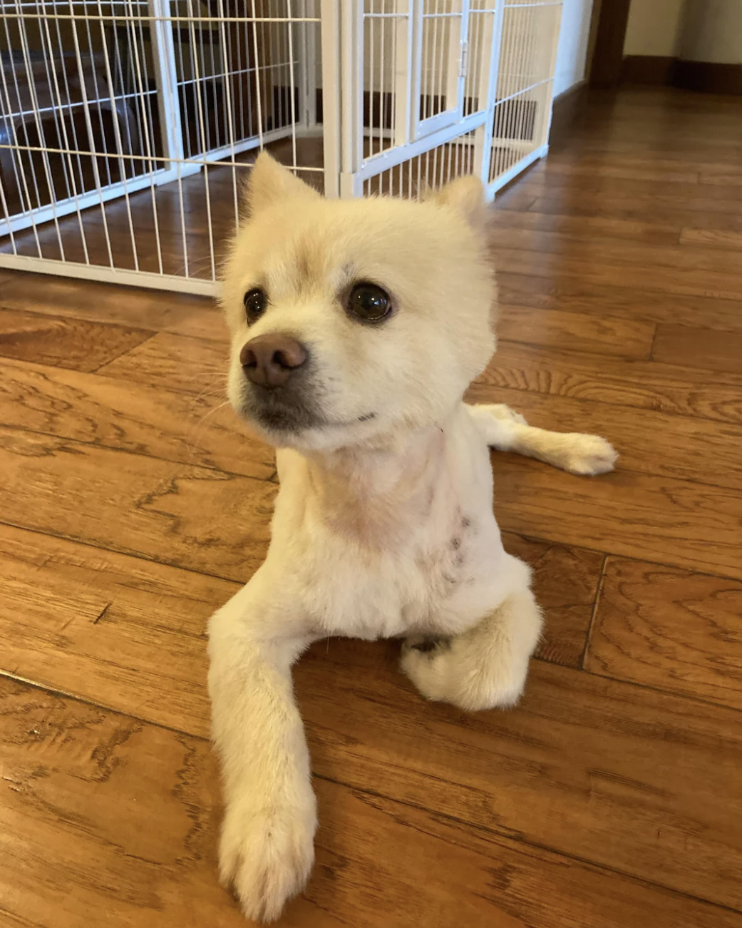 A small dog with a recent haircut sitting on a wooden floor, looking to the side