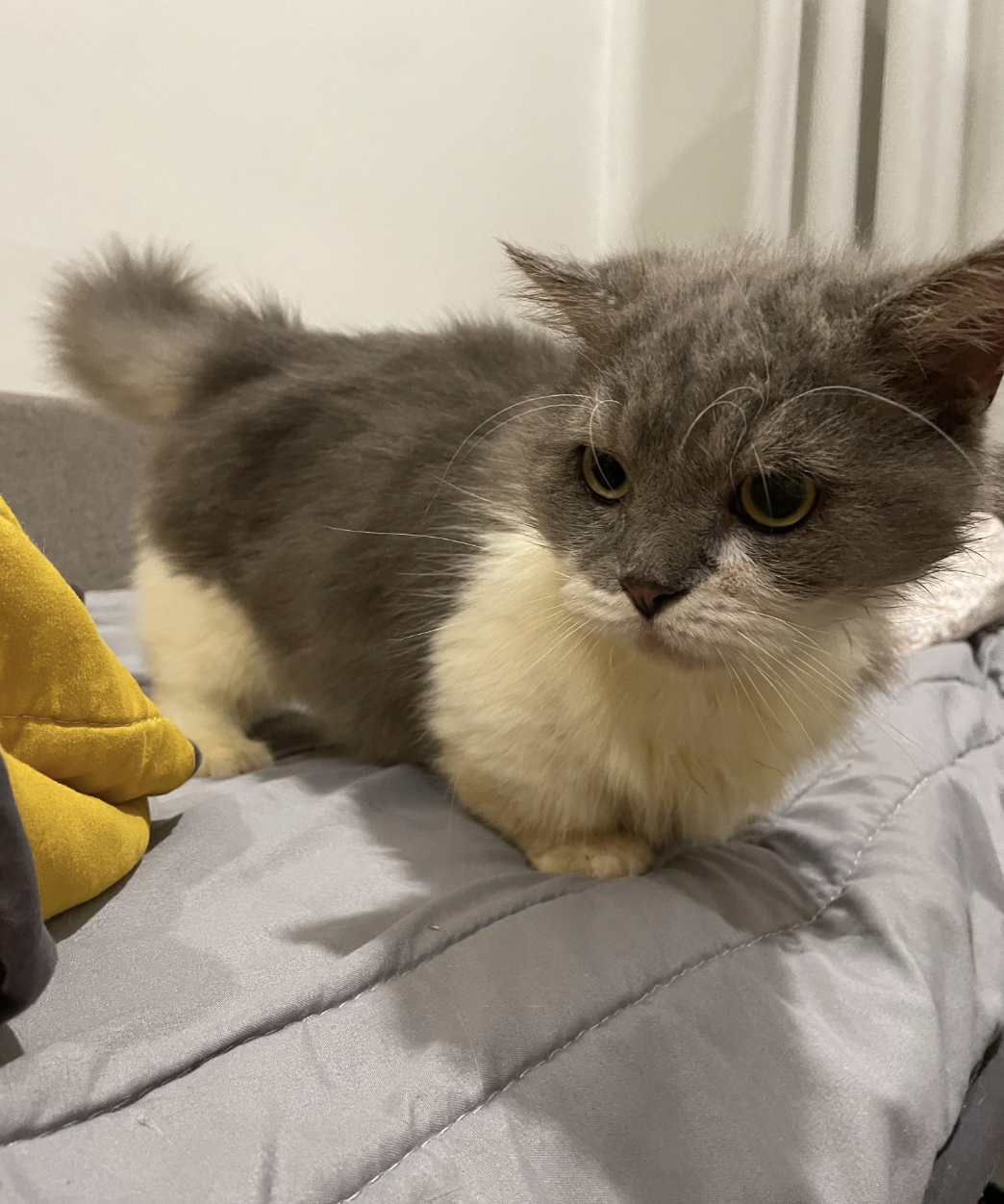 Fluffy gray and white cat sitting on a bed beside a yellow pillow