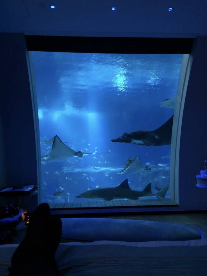 Person resting their feet viewing an underwater scene with rays and a penguin through a large window