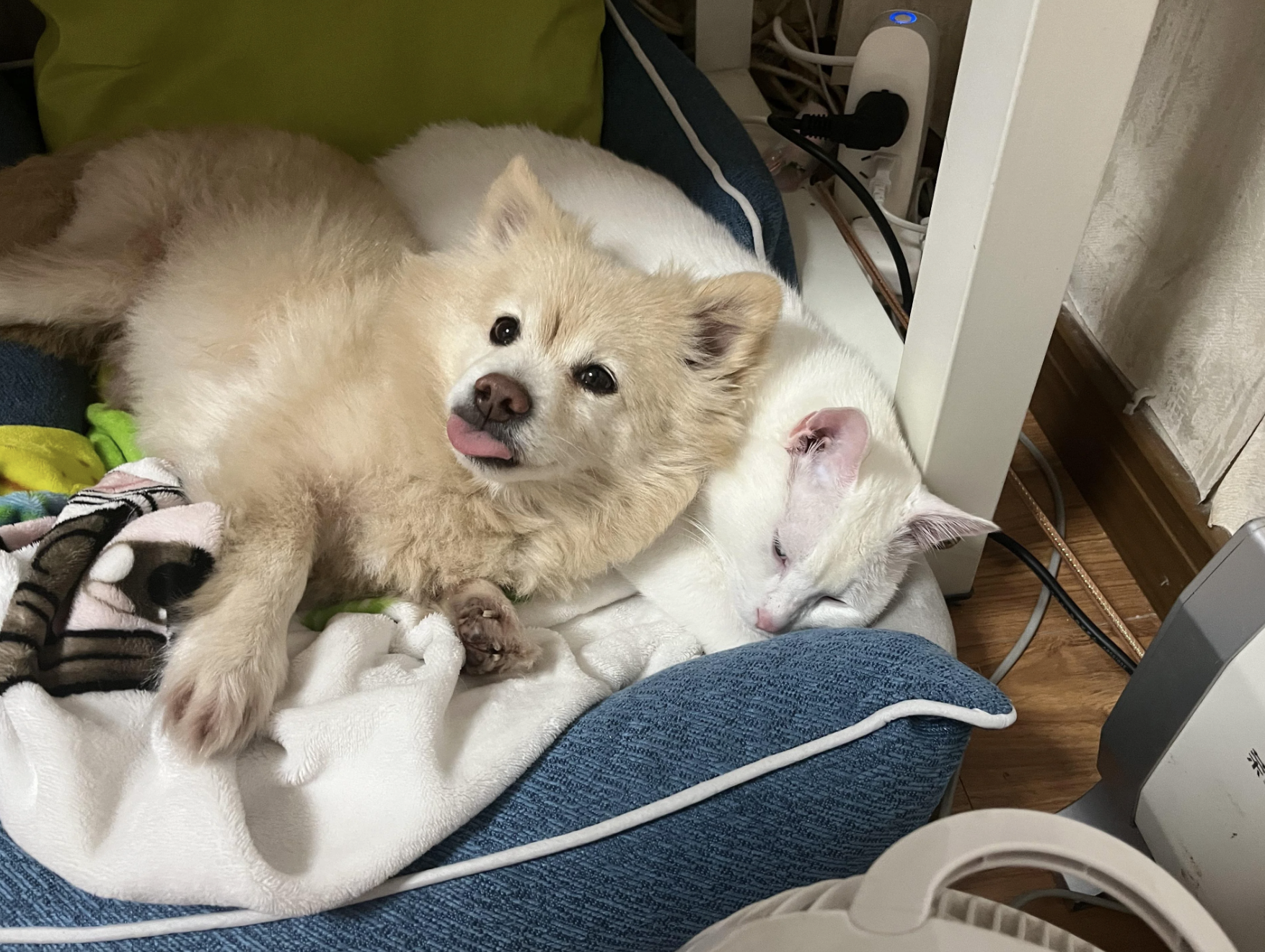 A dog and a cat lying close together on a cozy bed, with the cat resting its head on the dog