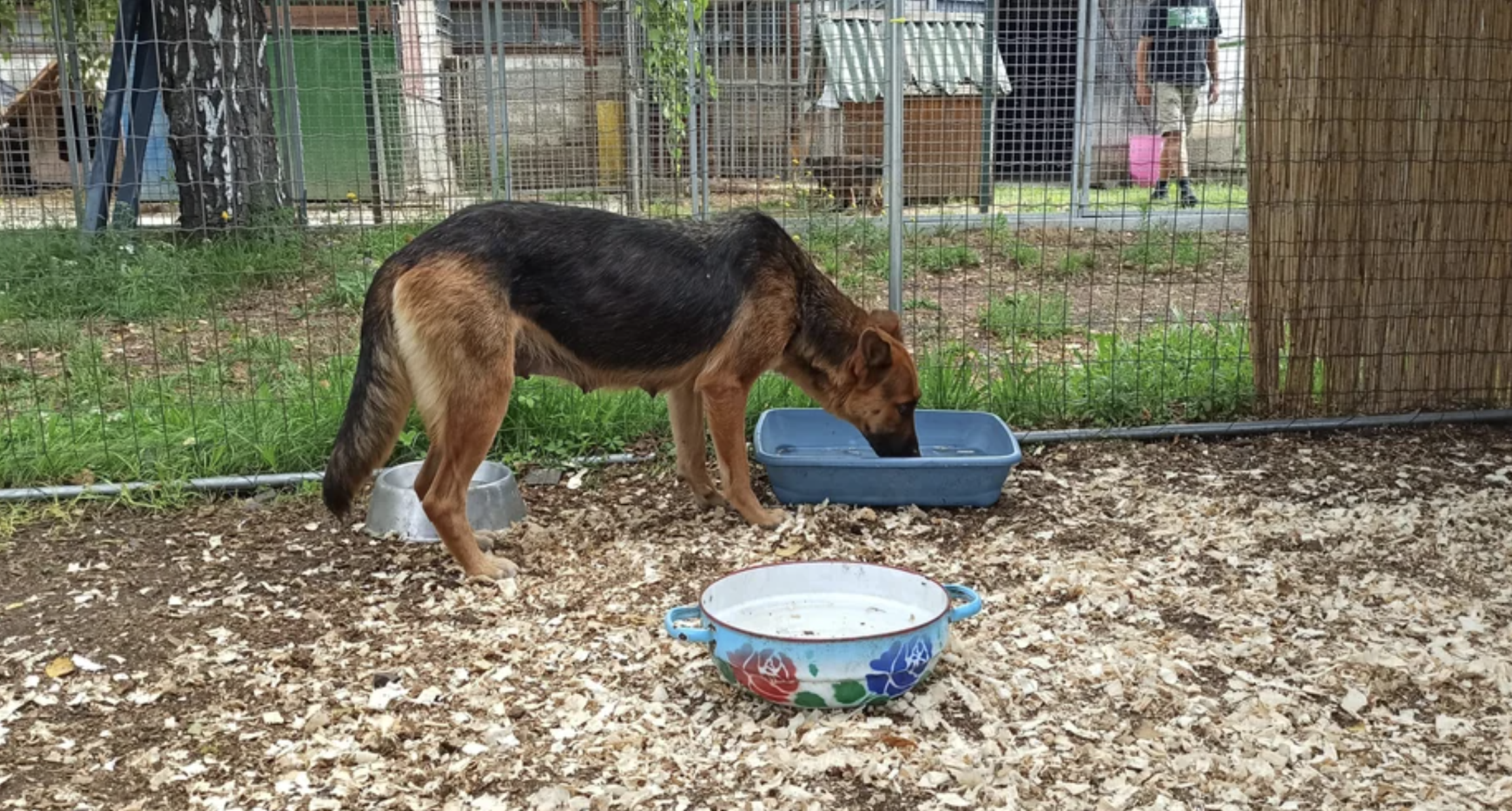 A German Shepherd drinking water from a bowl in an outdoor enclosure with a fence in the background