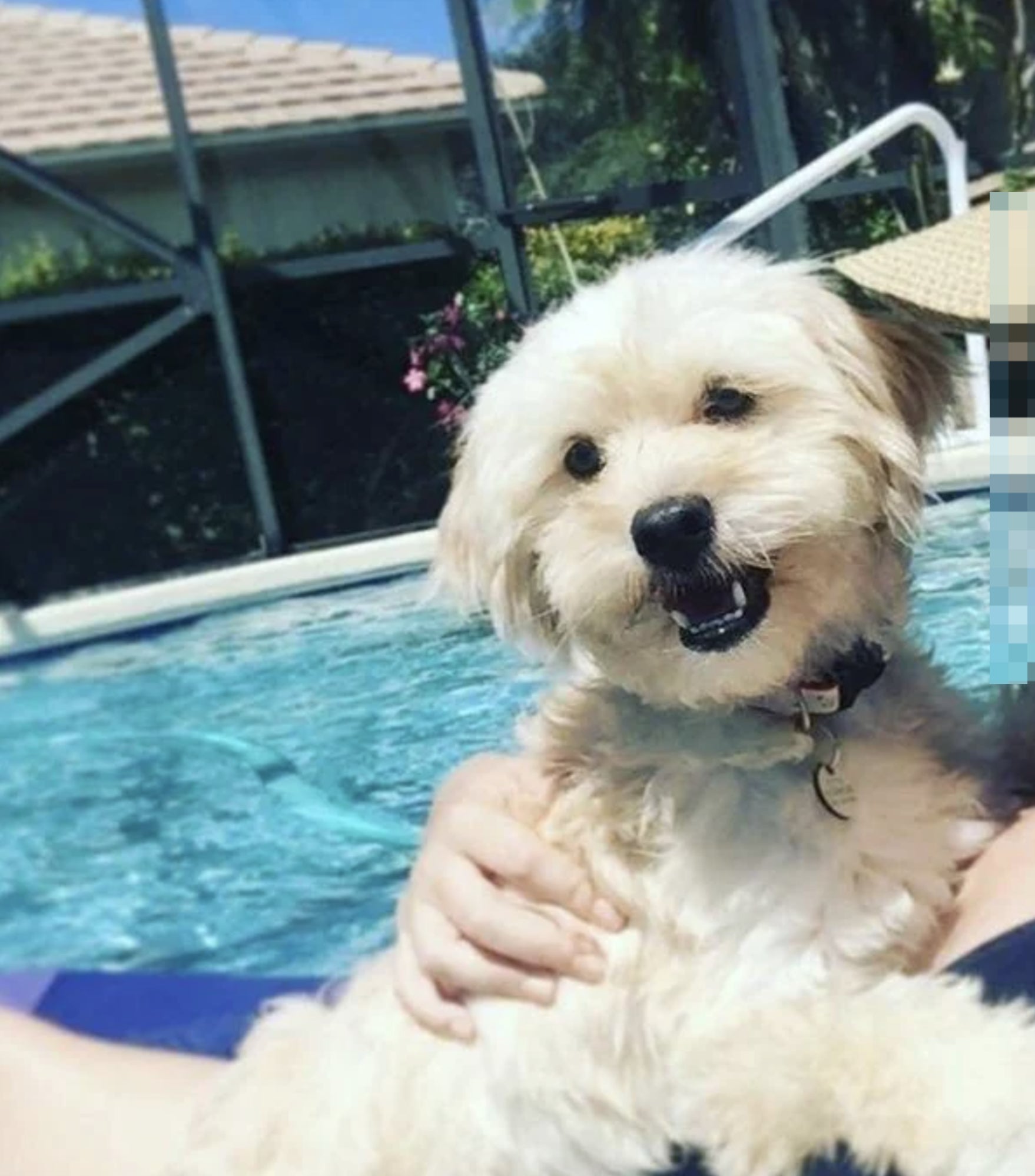 Person in a hat holding a dog by a pool, both facing the camera