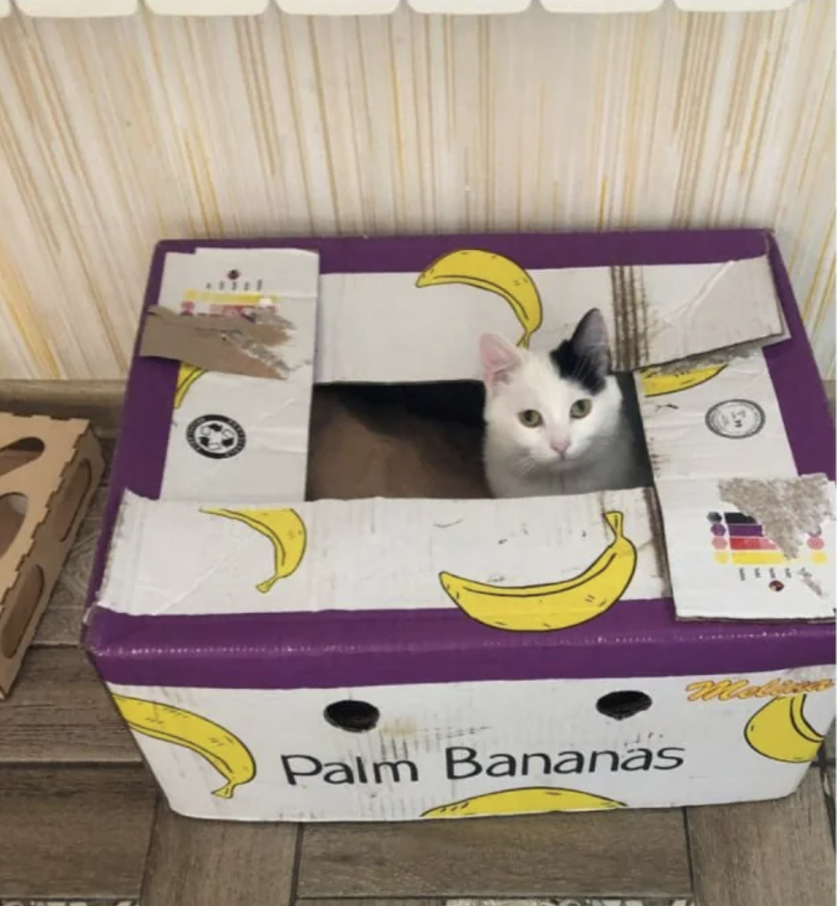 Cat peeking out from a homemade cardboard banana box house with cut-out windows