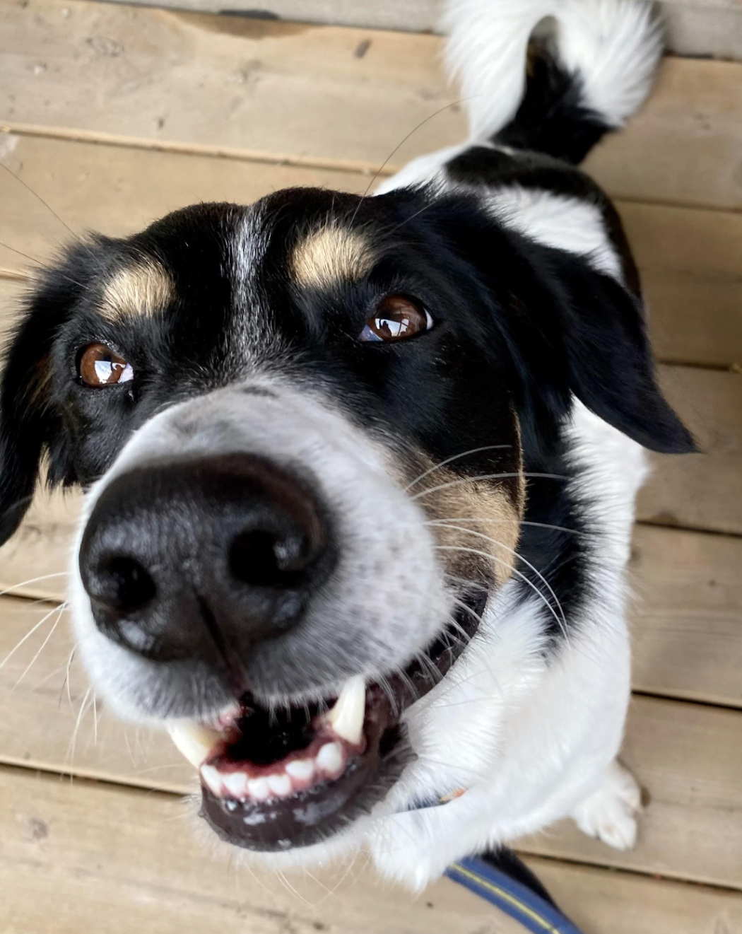 Close-up of a happy dog with a wagging tail looking into the camera