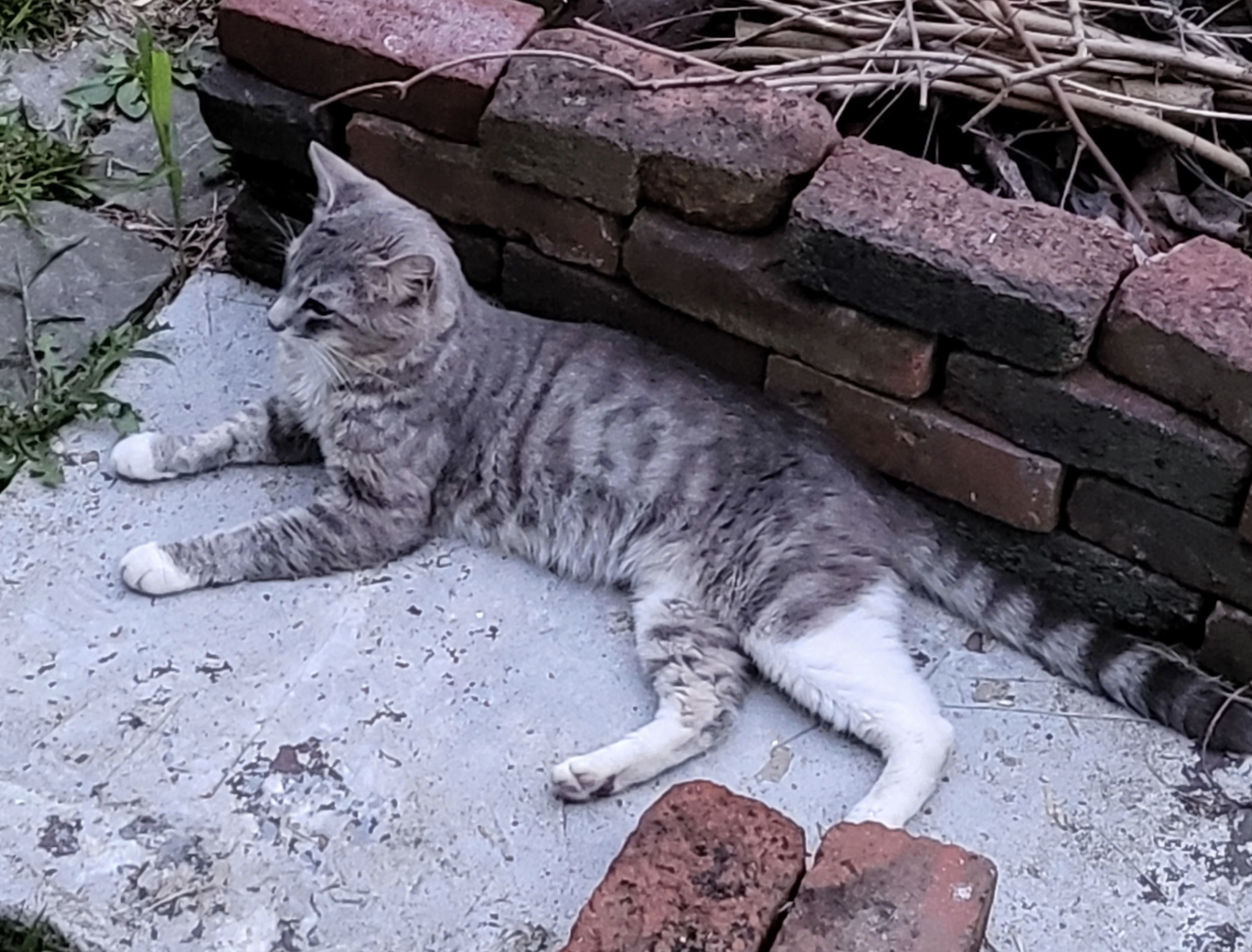A gray-striped cat lounging by a brick ledge with twigs behind it