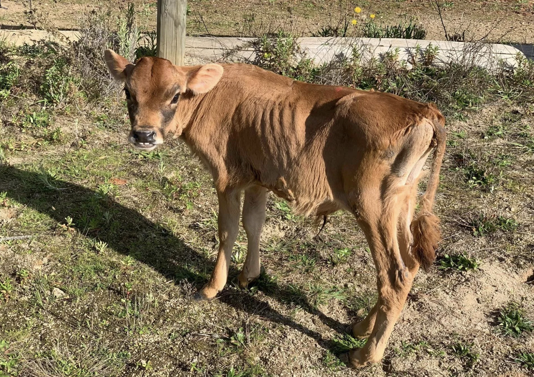 A young brown calf standing in a field with sparse grass and a fence in the background