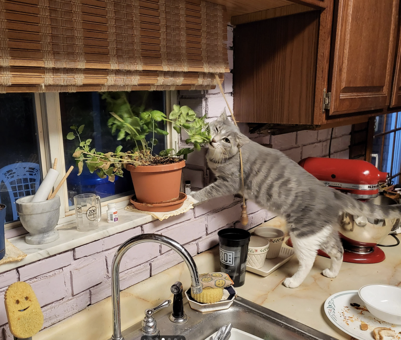 A cat stretches to reach plants on a kitchen windowsill