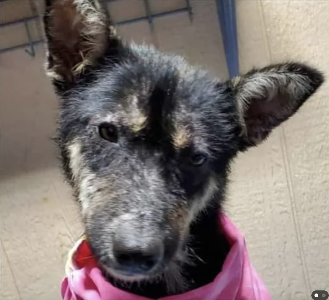 German Shepherd puppy with perked ears wearing a pink collar peeks into the camera