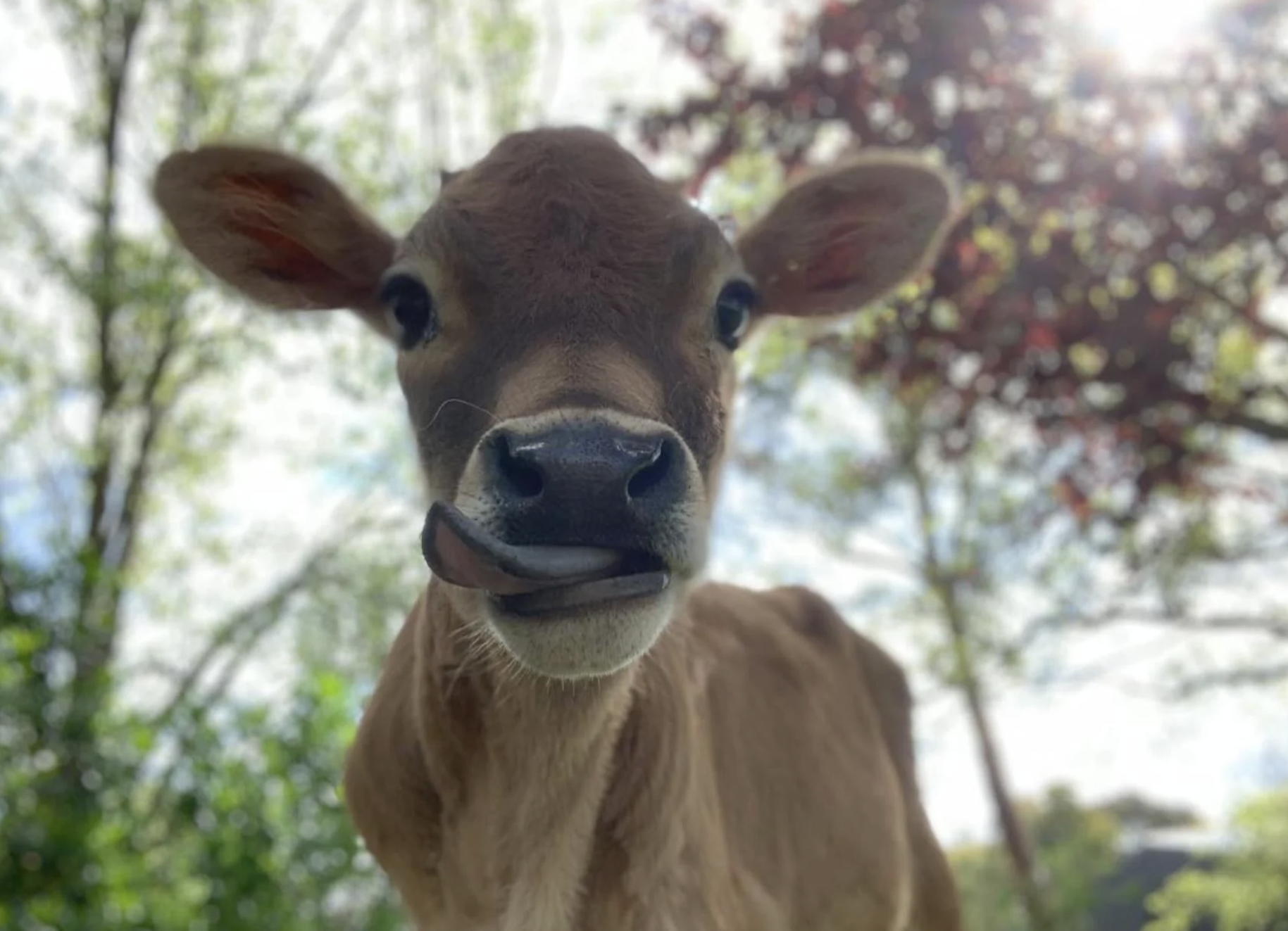 Close-up of a curious calf with tongue out, trees and sky in the background