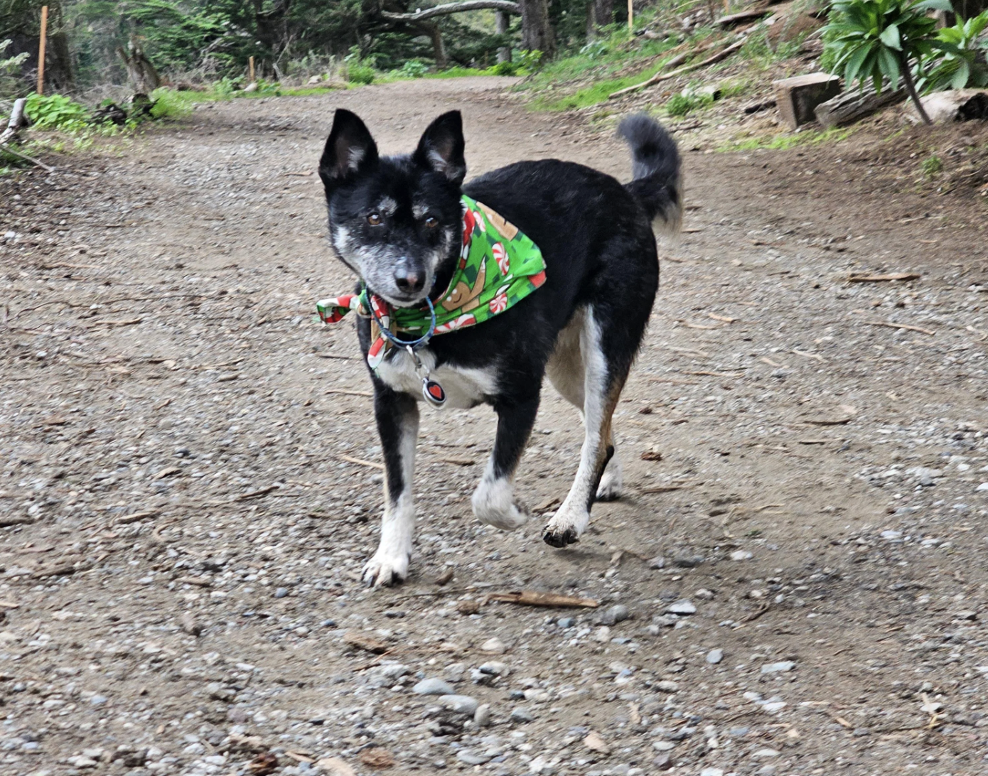 Dog with a green patterned bandana walking on a trail