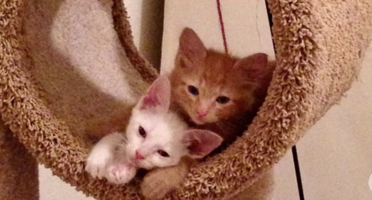Two kittens snuggled together in a hanging cat bed