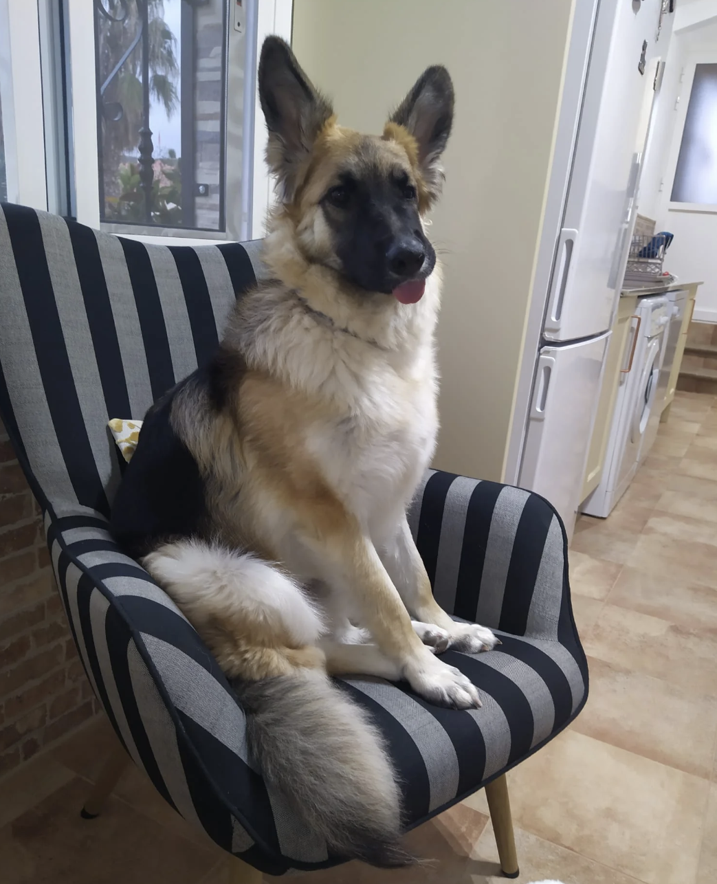 German Shepherd sitting upright on a striped armchair indoors, looking alert