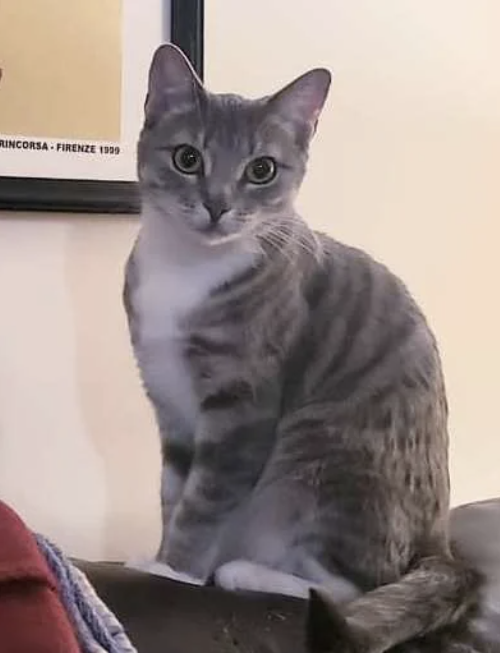A gray tabby cat sitting, looking directly at the camera with a soft expression