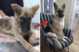 Side-by-side photos of a German Shepherd before and after grooming, looking healthier on a striped chair