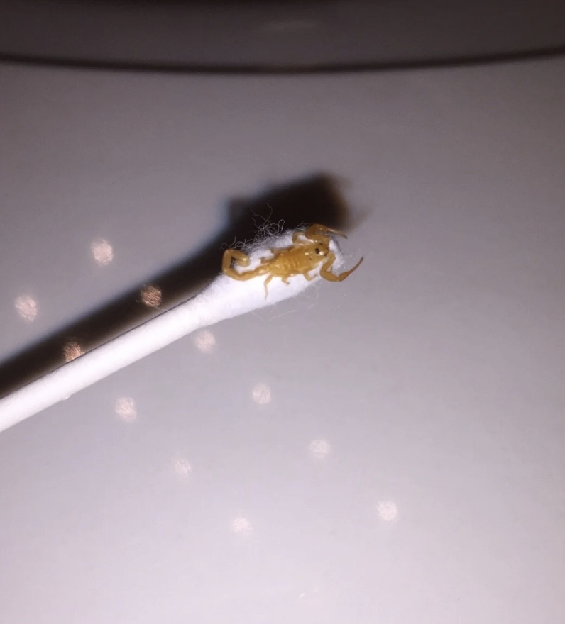 A scorpion perches on the end of a cotton swab against a blurry background