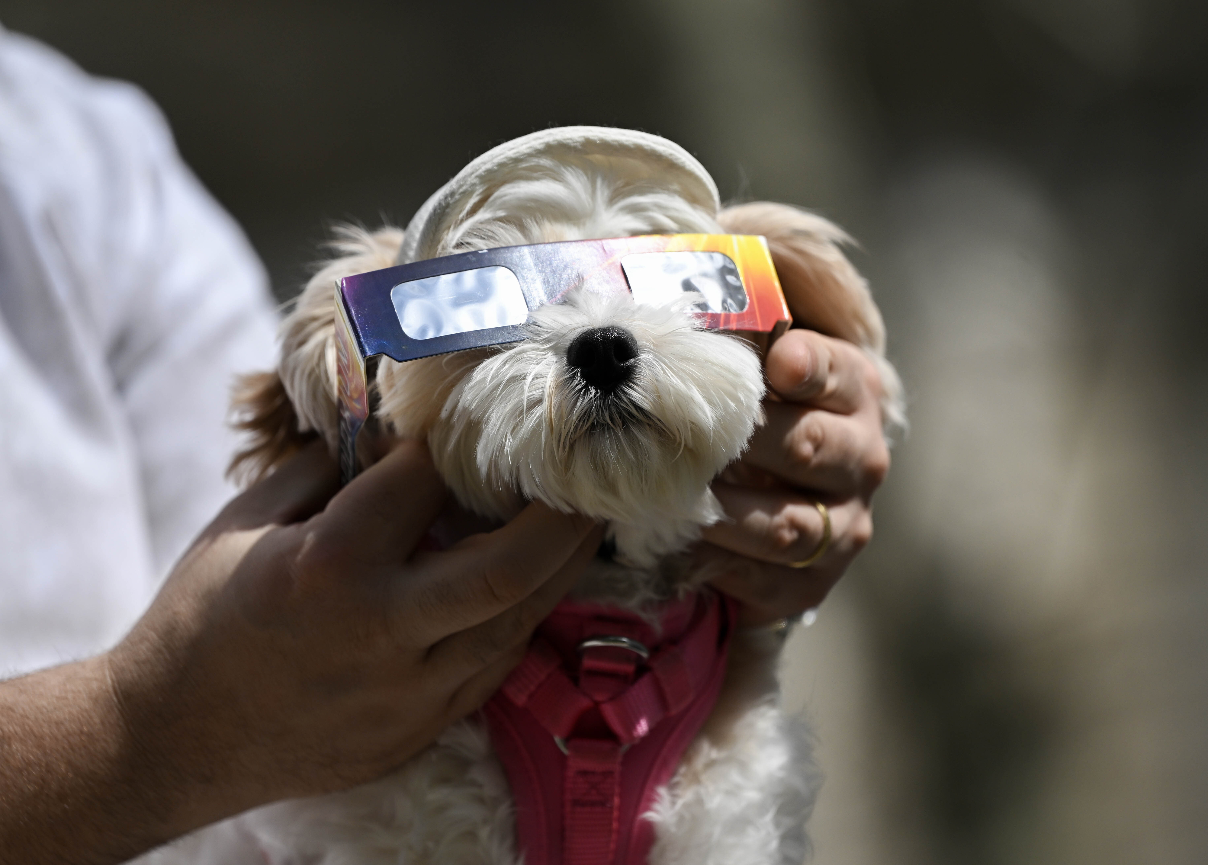 A small dog wearing eclipse glasses held by a person outdoors
