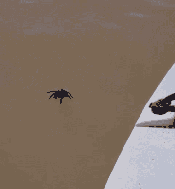 a spider walking on water