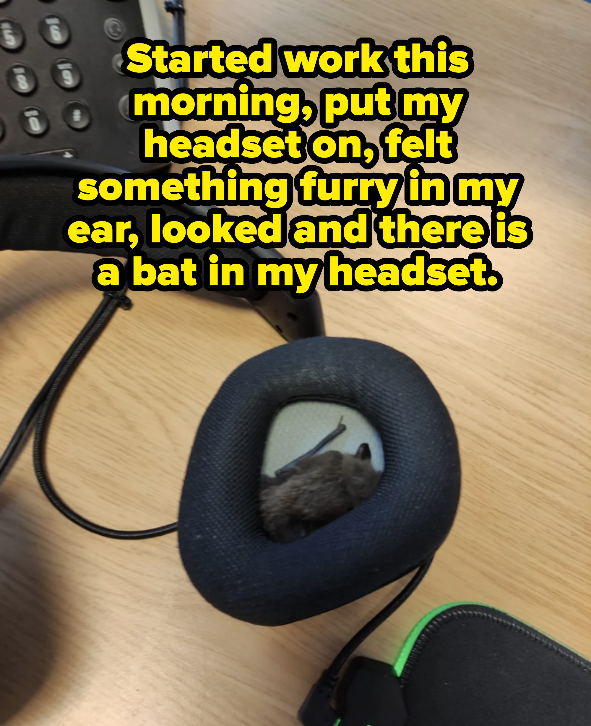 Headset on a desk with a bat peeking out from the ear cushion