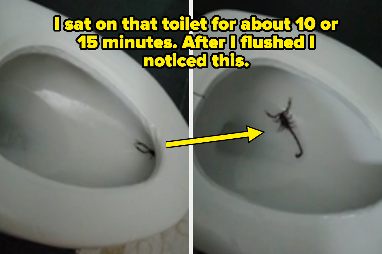 a scorpion in a toilet bowl