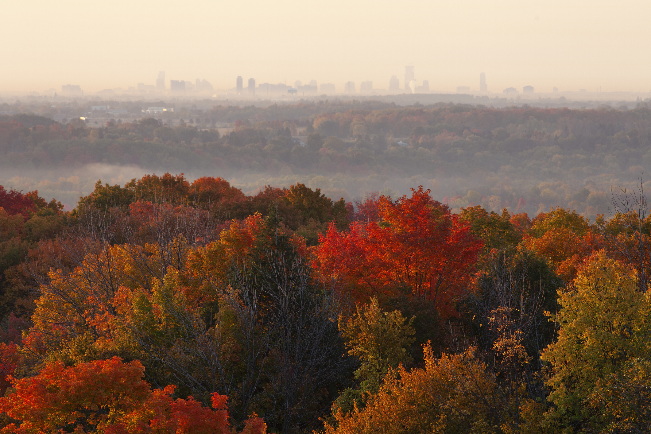 A city skyline in the distance with a foreground of dense autumn foliage