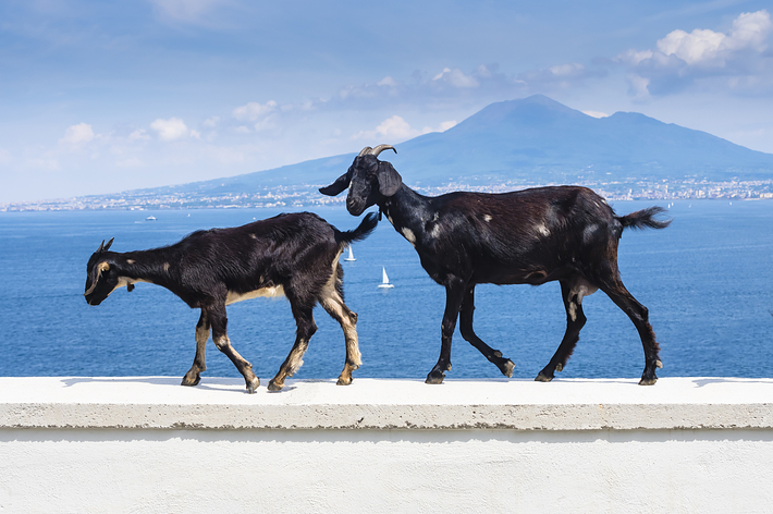 山と海を背景に石垣を歩く2匹のヤギ。
