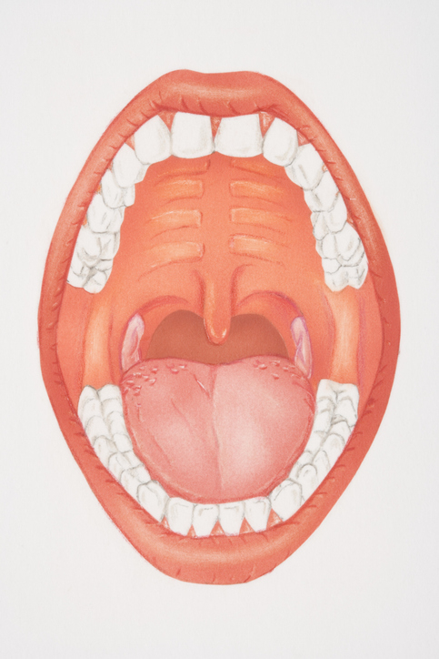 Illustration of a human mouth interior showing teeth, tongue, and palate