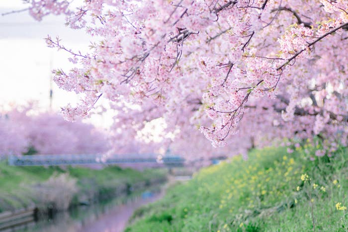 桜の花が沢山咲いている風景です。