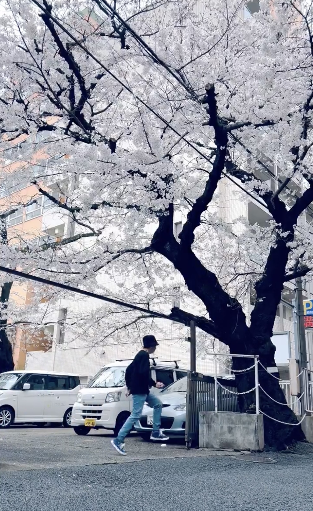 桜の木の下を歩く人の後ろ姿。