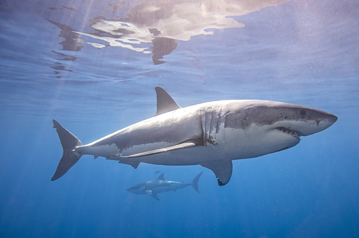 70 Shark Facts That Prove They're Actually Pretty Cool