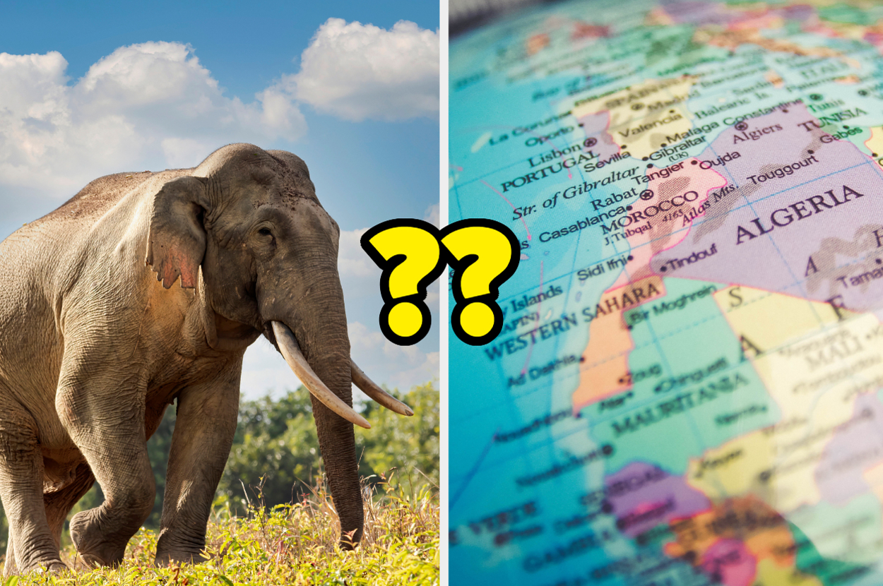 Let's See If You Can Guess Which National Animal Belongs To Each
Country