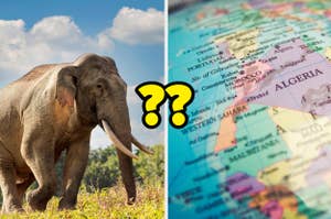 An Asian elephant in a field on the left; a close-up of a map focusing on North Africa on the right