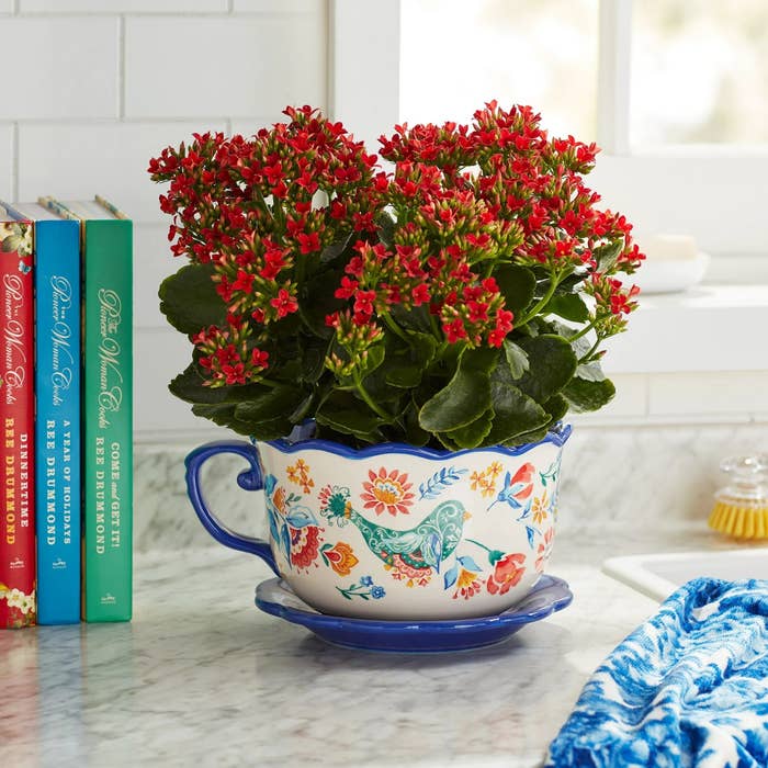 Flowering plant in a decorative teacup planter on a kitchen counter next to books