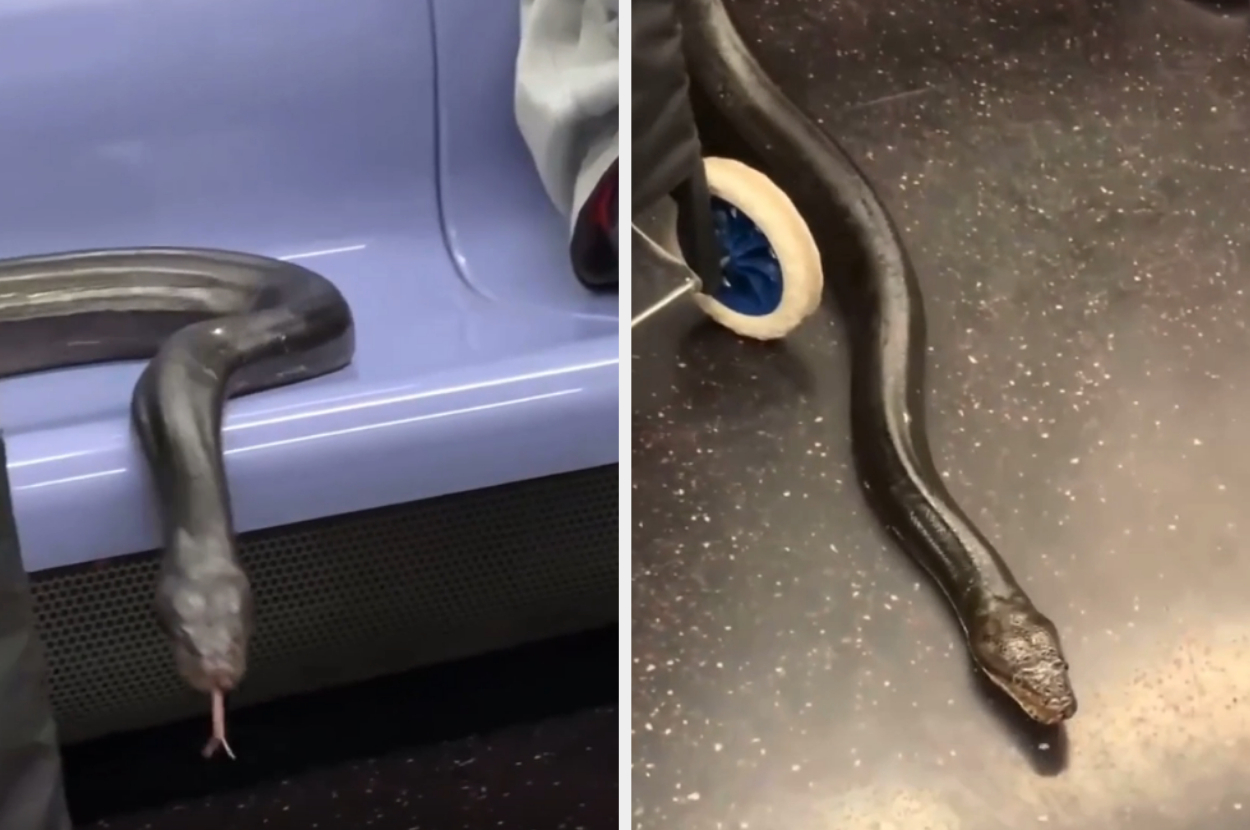 Snake slithers out from under subway seat, then moves onto the train floor