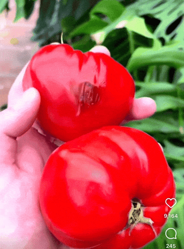 GIF of a bug coming out of someone&#x27;s tomato