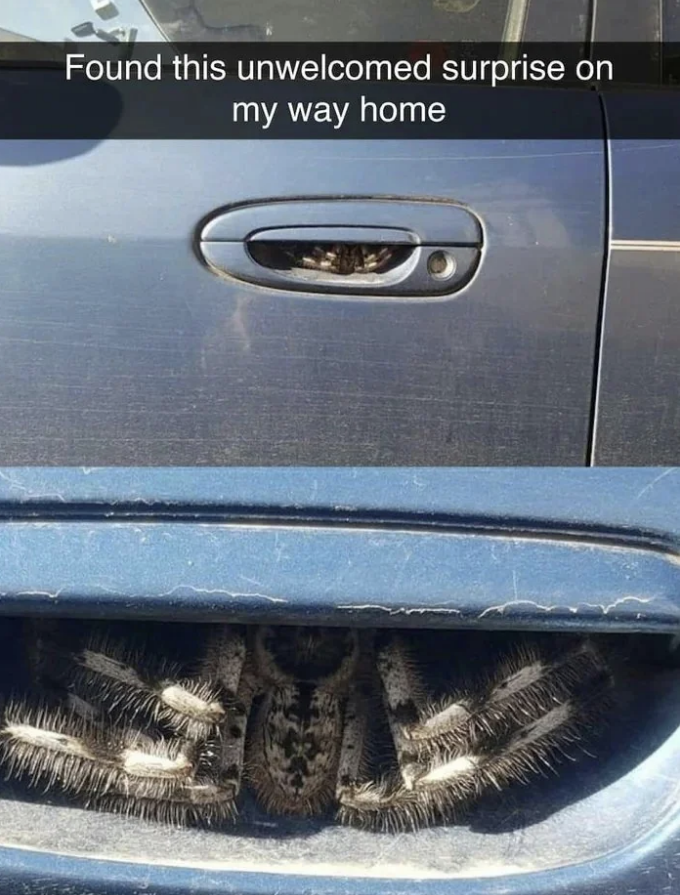 A car with an unexpected spider nestled inside the door handle and under the trunk lid