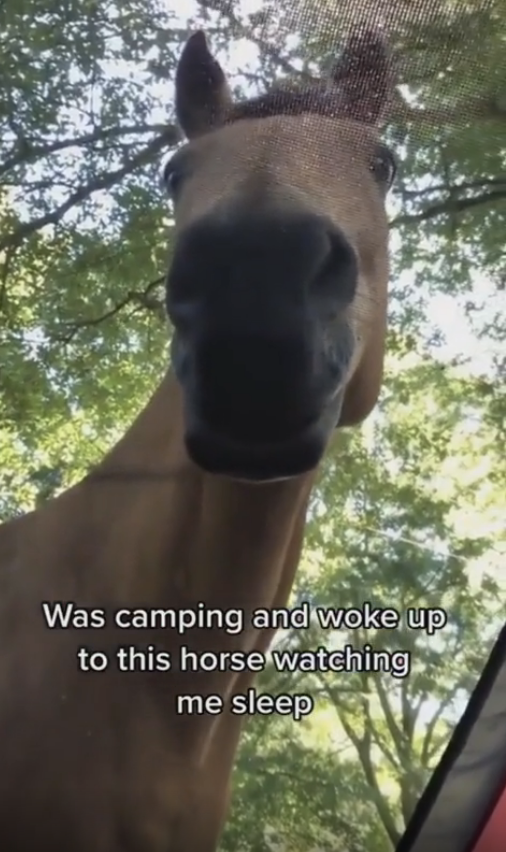 Horse peering through a screen, text says, &quot;Was camping and woke up to this horse watching me sleep.&quot;