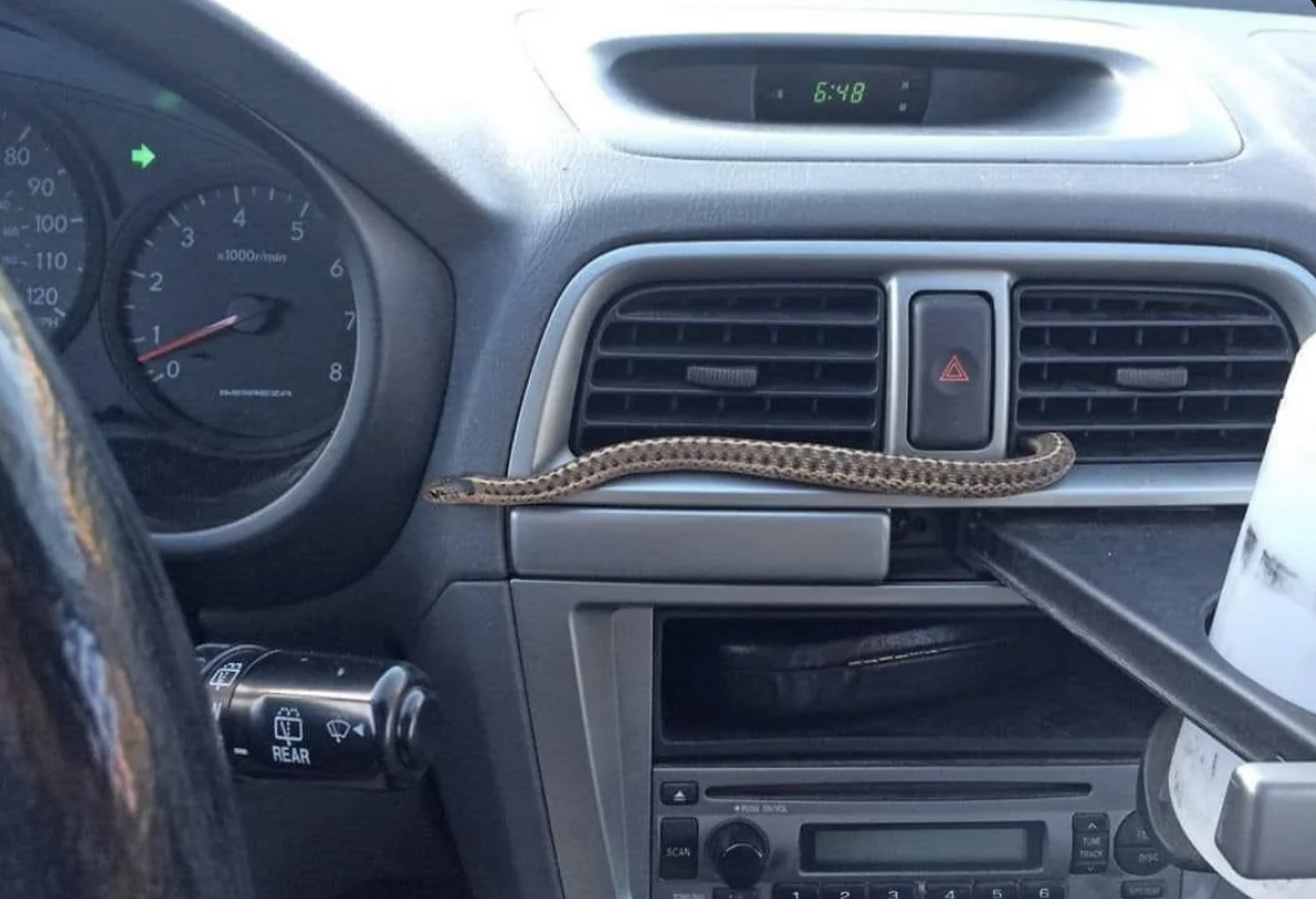 A snake is sitting on the dashboard of a car, close to the steering wheel and hazard button