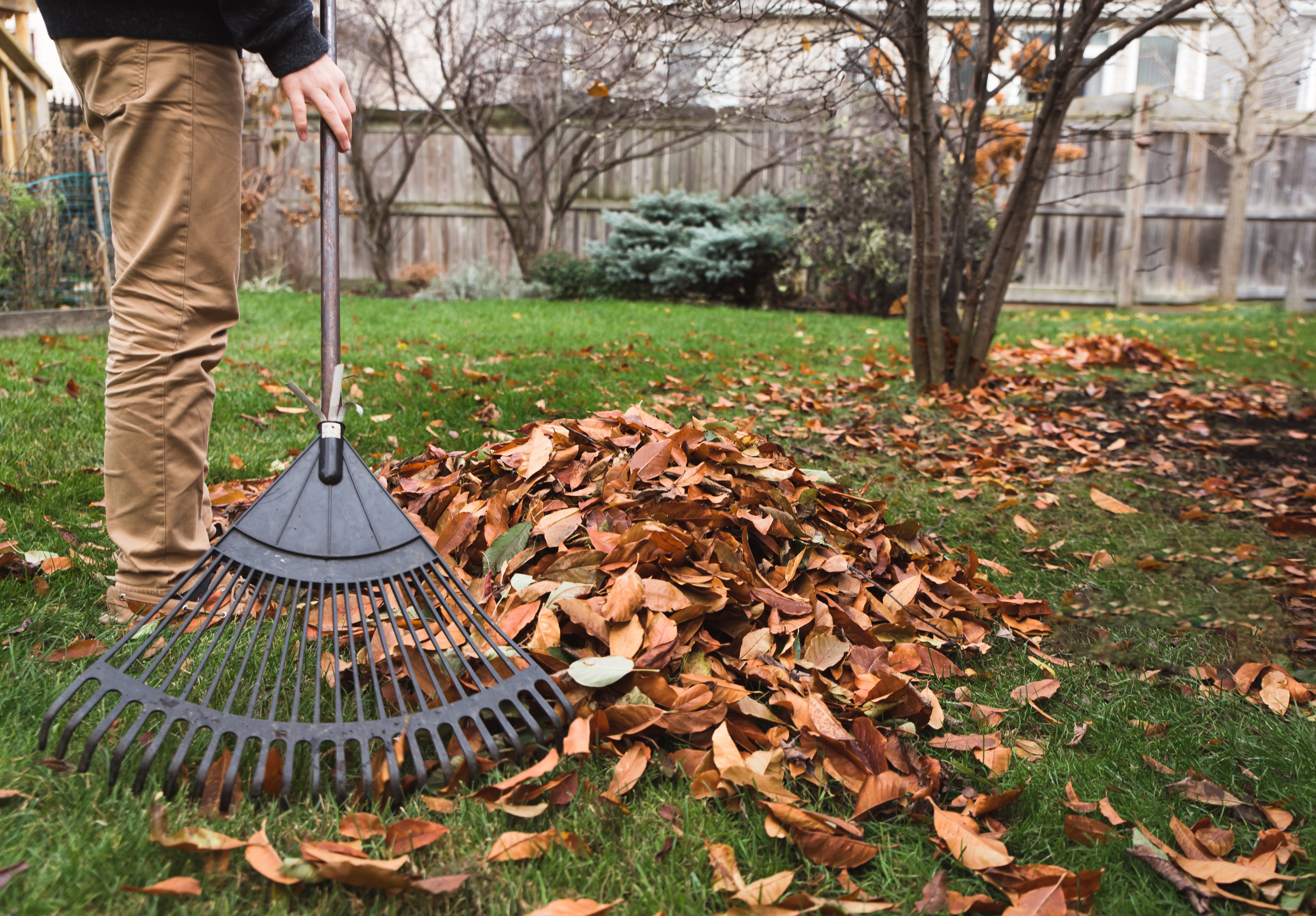 Person using a rake to gather fallen leaves in a backyard