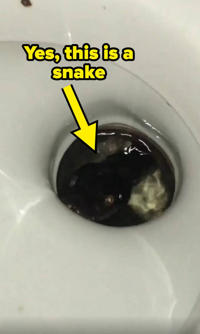 Toilet bowl with a snake inside, needs unclogging