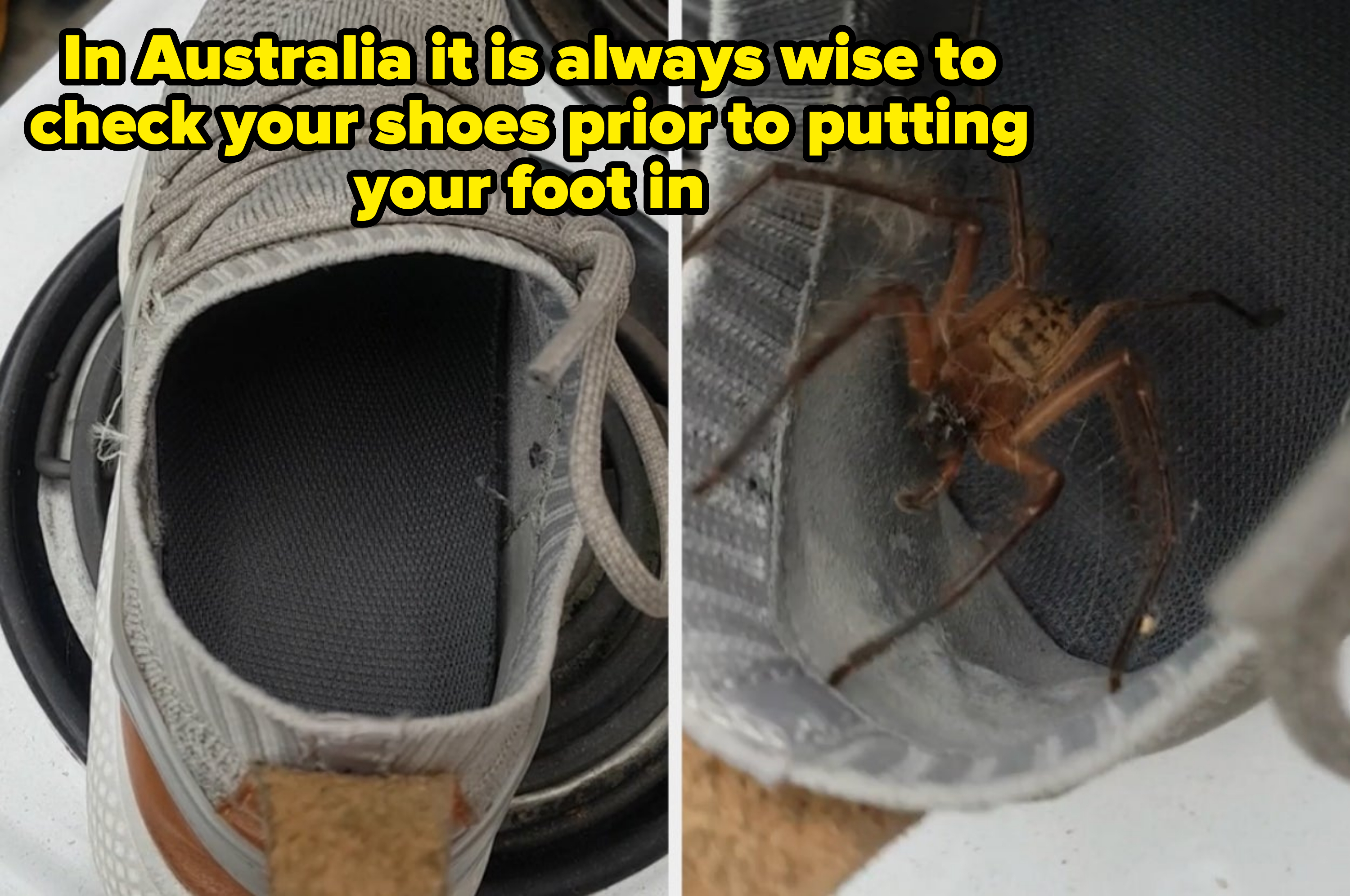 Close-up of a spider inside a shoe