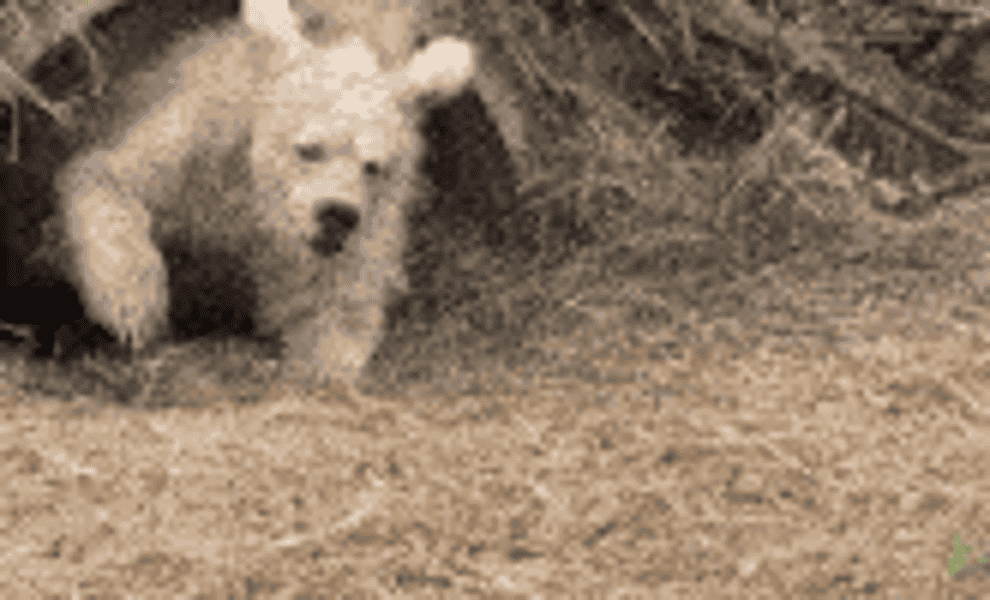 Perro grande parece confundido mientras sale de un agujero bajo un árbol volteado